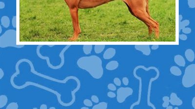 Dogs Quiz